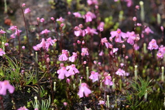 Utricularia multifida