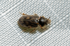Heterocerus fenestratus