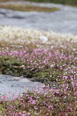 Utricularia multifida