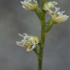 Prasophyllum cyphochilum