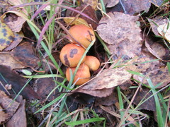 Cortinarius triumphans
