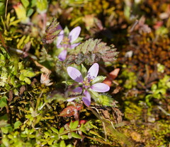 Erodium