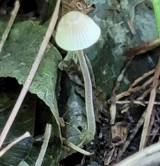 Mycena subcaerulea