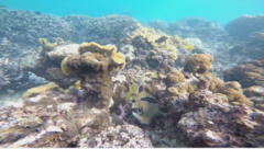 Diodon liturosus