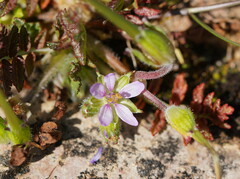 Erodium