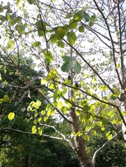 Davidia involucrata