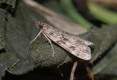 Eudonia truncicolella
