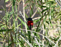 Malurus melanocephalus
