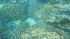 Myripristis violacea