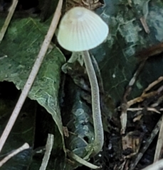 Mycena subcaerulea