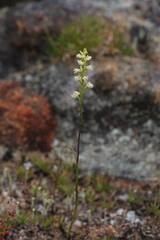 Prasophyllum cyphochilum