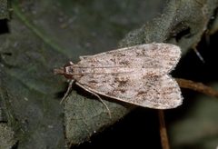 Eudonia truncicolella