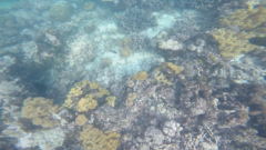 Diodon liturosus