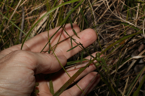 Image of Chorizema parviflorum by (c) Greg Tasney, some rights reserved (CC BY-SA)