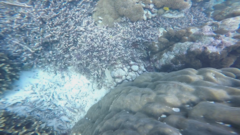 Anyperodon leucogrammicus