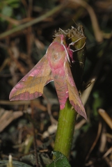 Deilephila porcellus