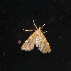 Musotima nitidalis