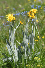 Senecio doronicum