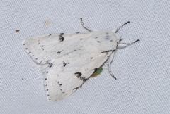 Acronicta leporina