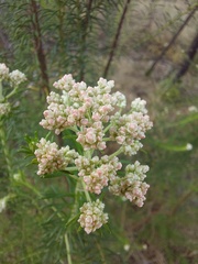 Ozothamnus
