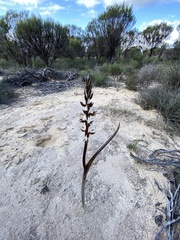 Prasophyllum sargentii