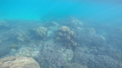 Myripristis violacea