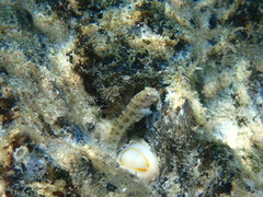 Salarias alboguttatus