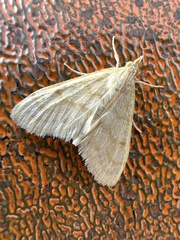 Paracorsia repandalis