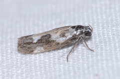 Ethmia quadrillella
