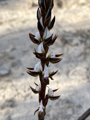 Prasophyllum sargentii