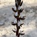 Frilled Leek Orchid - Photo (c) Matt Goodwin, some rights reserved (CC BY-NC-ND), uploaded by Matt Goodwin