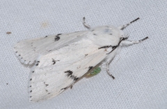 Acronicta leporina