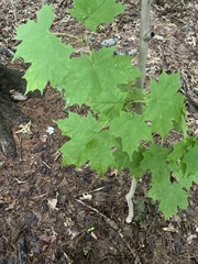 Acer saccharum