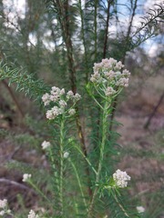 Ozothamnus