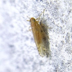 Delphacidae