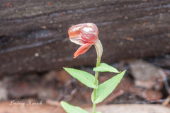 Pterostylis sanguinea
