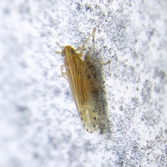 Delphacidae