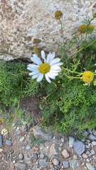 Tripleurospermum maritimum