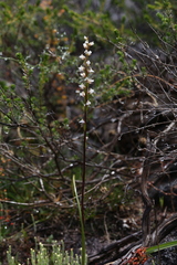 Prasophyllum ovale
