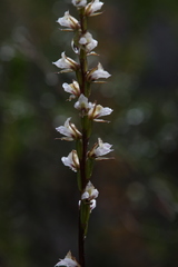Prasophyllum ovale