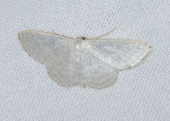 Idaea subsericeata