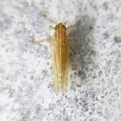 Delphacidae