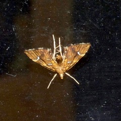 Musotima nitidalis