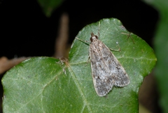 Eudonia truncicolella