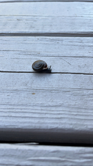 Oxychilus draparnaudi