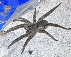 Tigrosa georgicola