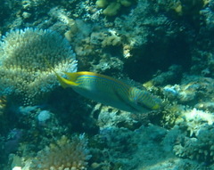 Siganus doliatus