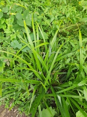 Carex sylvatica