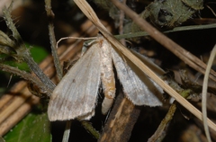 Idaea biselata