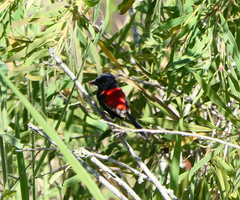 Malurus melanocephalus